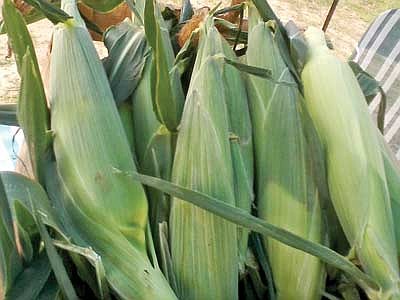 Hodag Farmers' Market Report:&#8200;Sample the bounty of the Northwoods