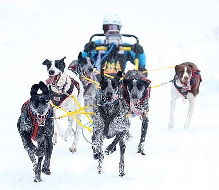 Heal Creek to host Dog Dash Feb. 26-27