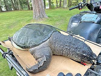 Giant snapping turtle found in Sugar Camp causes social media stir