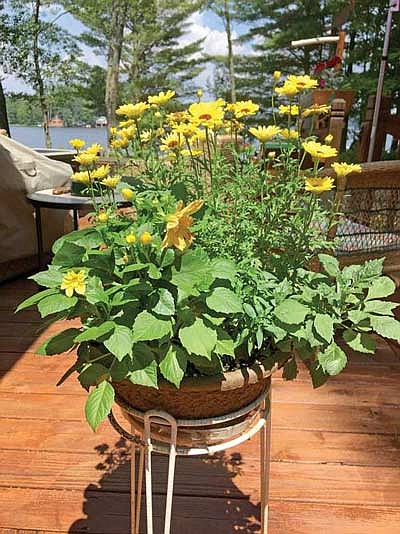 Y Holding Annual Spring Plant Sale